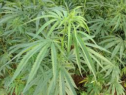 hemp plant