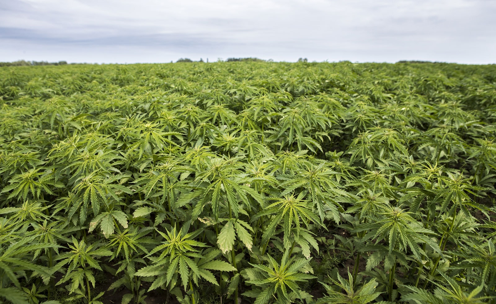 hemp plantation