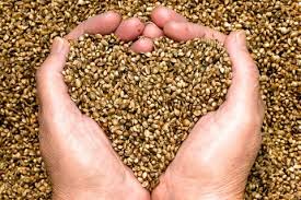 hands holding hemp seeds